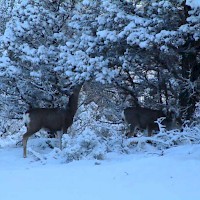 Prineville Bellavista Bed & Breakfast