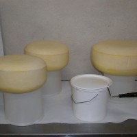 Prineville Cada Dia Cheese Farm