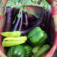 Prineville Crooked River Open Pastures (CROP) Farmers Market