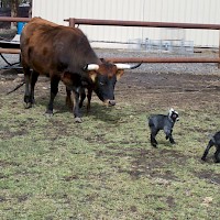 Prineville Mini Flerd Farm