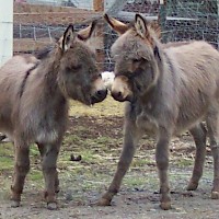 Prineville Mini Flerd Farm