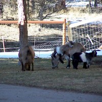 Prineville Mini Flerd Farm