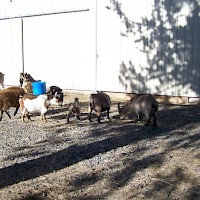 Prineville Mini Flerd Farm