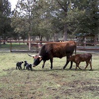 Prineville Mini Flerd Farm