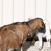 Prineville Mini Flerd Farm