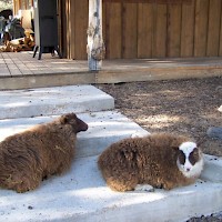 Prineville Mini Flerd Farm