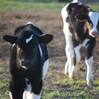 Prineville Windy Acres Dairy Farm