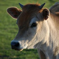 Prineville Windy Acres Dairy Farm