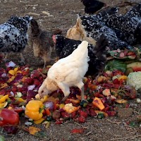 Prineville Windy Acres Dairy Farm