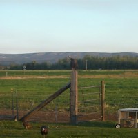 Prineville Windy Acres Dairy Farm