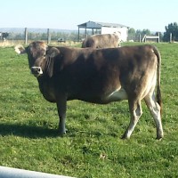 Prineville Windy Acres Dairy Farm