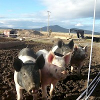 Prineville Windy Acres Dairy Farm