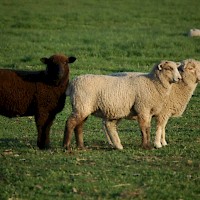 Prineville Windy Acres Dairy Farm