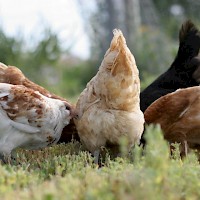 Prineville The Last Stand Farm