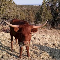 Prineville TandG Longhorns