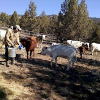 Prineville TandG Longhorns