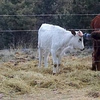 Prineville TandG Longhorns