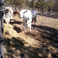 Prineville TandG Longhorns