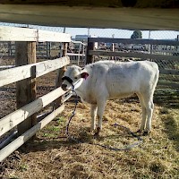 Prineville TandG Longhorns