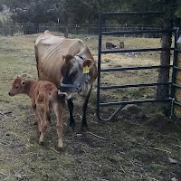 Prineville TandG Longhorns