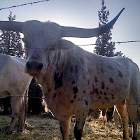 Prineville TandG Longhorns