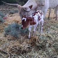 Prineville TandG Longhorns