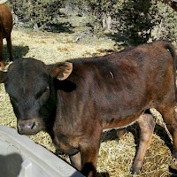 Prineville TandG Longhorns