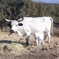 Prineville TandG Longhorns