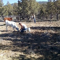 Prineville TandG Longhorns