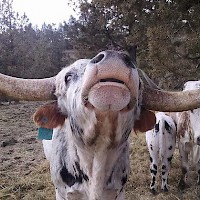 Prineville TandG Longhorns