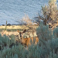 Prineville Prineville Reservoir State Park